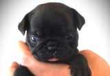 6WK Pug Puppies - AKC/ CKC Eegistered