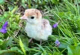 Heritage Turkey chicks and poults