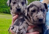 Catahoula Puppies