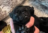 pug puppies ( 1 male, 1 female) availabl