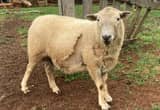 Katahdin Ram