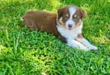 Australian Shepherd