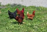 barn yard mix chickens