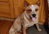 Male Red Heeler