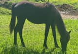 Standardbred filly gray/ will be dapple