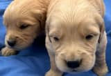 Akc Golden Retriever Puppies