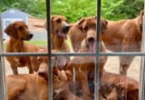 Rhodesian Ridgeback puppies