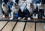 Olde English Bulldog Puppies For Sale