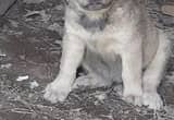 LGD Anatolian shepard cross puppy