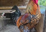 Golden lace Wyandotte rooster