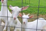 Saanen Kids. Large breed Goats.