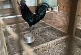Ayam Cemani Rooster