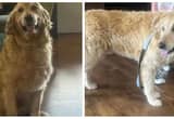 Looking to Rehome Golden Retriever