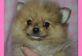 CKC Pomeranian Puppies!