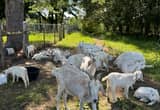 Savanna kiko cross goat herd