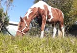 Spotted Saddle Horse Gelding