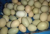 Farm Fresh Eggs