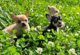Small CKC Chihuahua puppies