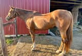 12 year old QH Grade Mare