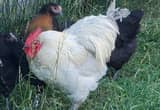 Lavender Orpington Rooster