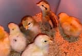 Baby chicks born 6/2