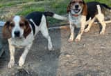 for sale 2 male beagles