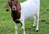 Nanny Boar Goat