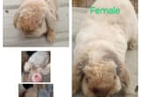 Pedigree Holland lop rabbits