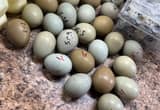 hatching ring neck pheasant eggs