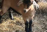 Mini Nubian, Billy goat
