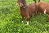 Doeling Boer goats