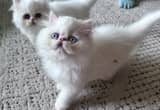 CFA pure persian kittens