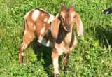 Nubian Billy Goat