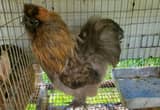 Silkie Roosters