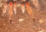 Mexican fire leg tarantula