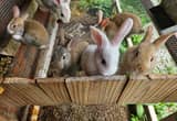 Baby bunnies - New Zealand