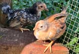 serama chicks, 4 weeks old.