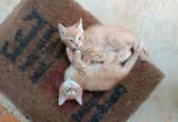 8 week old Kittens. 3Orange Females & 2