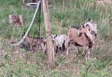 small Alpine goat herd fs