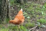Laying Hens For Sale (brown egg layer)