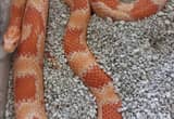 beautiful female adult cornsnake