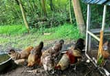 Ameracuana / Eater Eggers