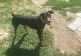 free to a good home 1 1/2 doberman male.