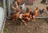 Young roosters