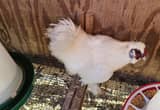 white silkie rooster