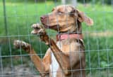 FREE 100% catahoula female