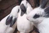 new Zealand bunnies