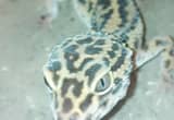 Geckos N Tank