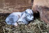 pygmy bottle baby goats