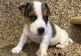 Male Jack Russell Puppy!
